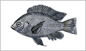 Tilapia fisherman's catch flag