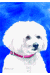 [Dog banners]