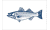 [Fisherman Catch flags]